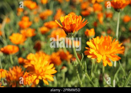 Ringelblumen auf der Wiese in der Sonne Stockfoto