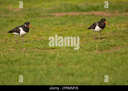 Zwei eurasische Austernfischer in einem Garten. Stockfoto