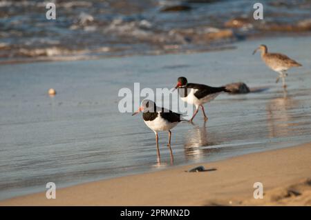 Eurasische Austernfische Haematopus ostralegus. Stockfoto