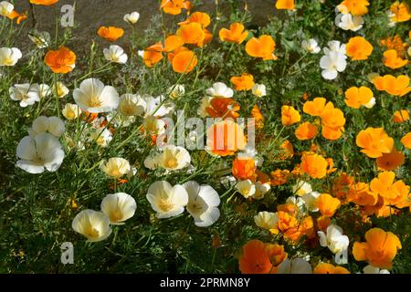 Nahaufnahme eines Bündels gemischter weißer und orangefarbener Mohnsorten an einem sonnigen Tag Stockfoto