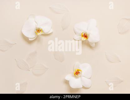 Weiße Orchideenblumen auf hellbeigem Blick von oben. Tropische Wohnung Stockfoto