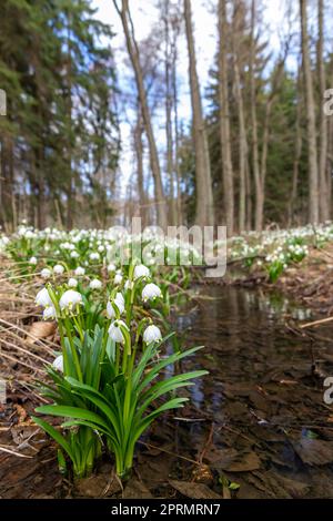 Der frühe Frühling Wald mit Märzenbecher, Vysocina, Tschechische Repubic Stockfoto