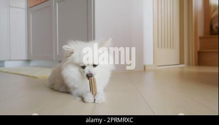 Pommersche Hundekaubehandlung für saubere Zähne und gesundes Zahnfleisch Stockfoto