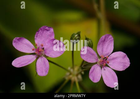 Blüten von Rundblattgeranium. Stockfoto