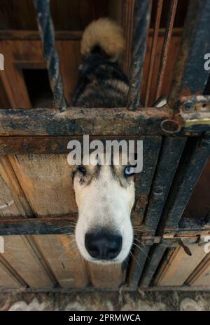 Blauäugiger Husky-Hund, der durch ein Loch in der Tür des Gehäuses schaut. Stockfoto