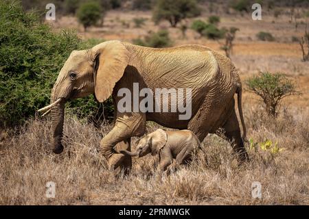 Afrikanischer Buschelefant passiert Busch mit Baby Stockfoto