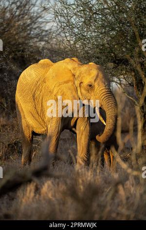 Afrikanischer Buschelefant steht in goldenem Licht Stockfoto