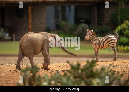 Afrikanischer Buschelefant geht an Zebras vorbei Stockfoto