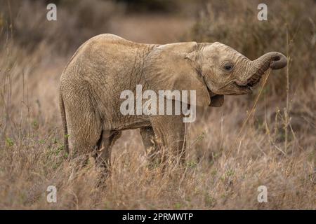 Baby African Busch Elefant steht Stripping Ast Stockfoto