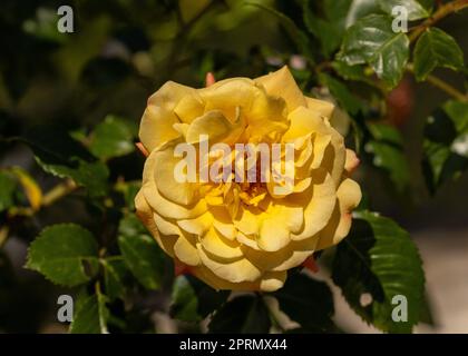 Gelbe Rosen am Zweig im Garten Stockfoto