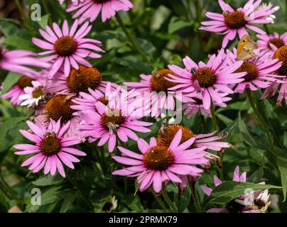 Ein Schmetterling und eine Biene während der Arbeit an den Blüten von Echinacea Stockfoto