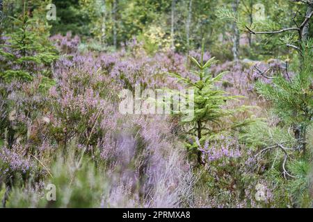 Heather Field. Zweige mit feinen filigranen violetten Blüten. Traumhaft im Sonnenlicht Stockfoto