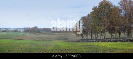 Landschaft im Herbst. Vor Sonnenuntergang im Spätherbst - DänemarkDer Wald in den Farben des Herbstes. Stockfoto