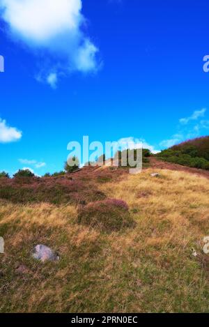 Natur im Herbst. Ein Foto Hügel mit Heidekraut bedeckt - Rebild Nationalpark, Dänemark. Stockfoto