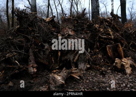 Baumstümpfe mit Wurzeln aus dem Boden entwurzelt. Stockfoto