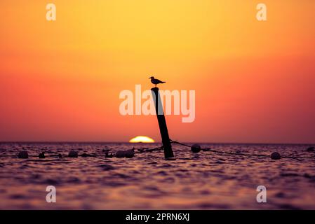 Eine weiße Möwe hoch oben auf einem Holzpfahl in einer ruhigen Meereskulisse bei Sonnenuntergang Stockfoto