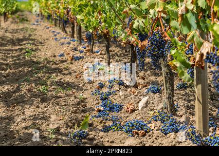 Reduzierung der Reifegrauben zur Erzeugung von Weinen höchster Qualität in Bordeaux, Frankreich Stockfoto