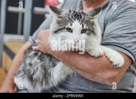 Norwegische Waldkatze in den Händen des Besitzers. Stockfoto