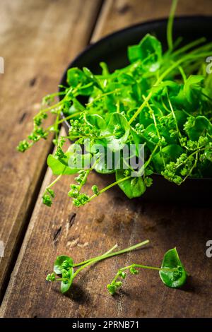 Minersalat, Winterpurslane (Claytonia perfoliata), sehr leckeres Gemüse, das dank Frostbeständigkeit auch im Winter angebaut werden kann Stockfoto