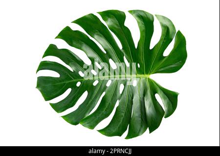 Monstera Blätter Blätter mit Isolieren auf weißem Hintergrund bleibt auf Weiß Stockfoto