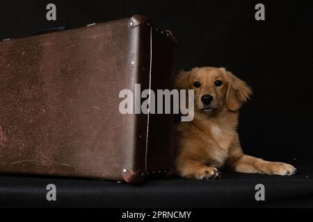 Ein roter Hund liegt hinter einem Koffer, versteckt sich auf schwarzem Hintergrund im Raum im Studio Stockfoto