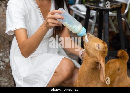 Eine Frau füttert die Schafbabys auf einer Tourismusfarm Stockfoto