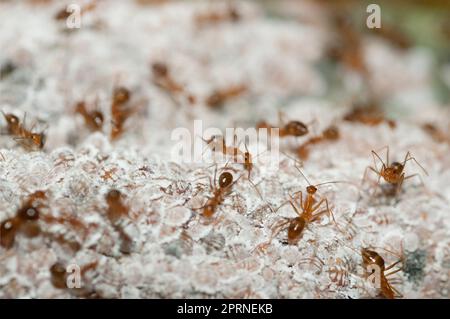 Weaver Amts, Oecophylla sp., bewacht weiße Mealybugs, Pseudococcidae Family, auf Kakaoschale, Theobroma cacao, symbiotische Beziehungen zwischen Ameise und Mea Stockfoto