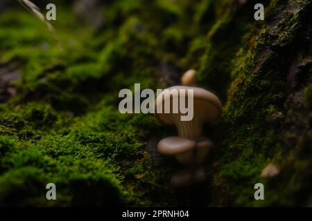 Ein gesund aussehendes Gelege aus frischen Austernpilzen, die aus der Basis eines toten Baumes wachsen. Pilze in einem Herbstwald verwenden. Stockfoto