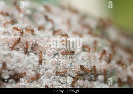 Weaver Amts, Oecophylla sp., bewacht weiße Mealybugs, Pseudococcidae Family, auf Kakaoschale, Theobroma cacao, symbiotische Beziehungen zwischen Ameise und Mea Stockfoto