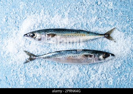 Rohes Makrelensalz auf blauem Hintergrund Stockfoto