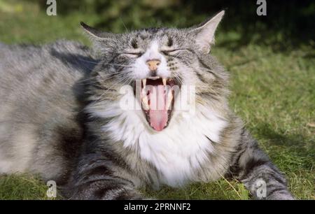 Eine ältere langhaarige silberne Tabby-Katze gähnt. Stockfoto