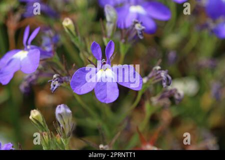 Blauer Lobelien, Lobelia erinus unbekannter Sorte, Blüten in Nahaufnahme mit verschwommenem Hintergrund aus Blättern und verblassten Blüten. Stockfoto