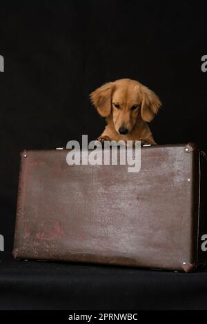 Ein rothaariger, langhaariger, dachshund-ähnlicher Hund interessiert sich für einen Koffer, auf schwarzem Hintergrund drinnen im Studio. Stockfoto