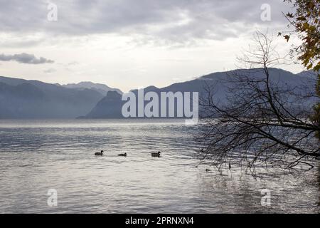 Traunsee und Alpen vom Toscana-Park in Gmunden, Oberösterreich, Österreich Stockfoto