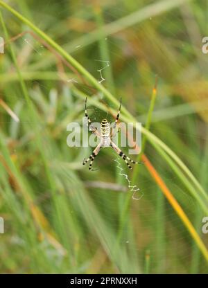 Eine Wespenspinne in einem großen Netz auf einem Hintergrund aus grünem Gras an einem sonnigen Tag. Argiope bruennichi. Stockfoto
