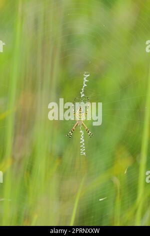 Eine Wespenspinne in einem großen Netz auf einem Hintergrund aus grünem Gras an einem sonnigen Tag. Argiope bruennichi. Stockfoto