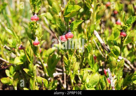 Blaubeerblüten im Wald als sehr schöner natürlicher Hintergrund Stockfoto