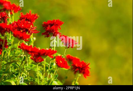 Blumen, Pflanzen und Natur mit grünem Blumenhintergrund während der Entwicklungs- und Wachstumssaison. Schönheit, Zen und Hoffnung auf eine blühende rote Gänseblümchen in einer nachhaltigen Umgebung oder im Garten im Frühling Stockfoto