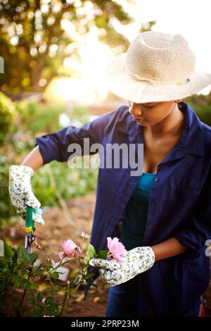 Vorsichtiges Beschneiden hält ihren Garten schön. Eine junge Frau schneidet die Rosen in ihrem Garten. Stockfoto