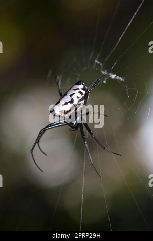 Birnenförmige Leukauge-Spinne, Opadometa fastigata, on Web, Klungkung, Bali, Indonesien Stockfoto