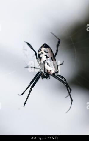 Birnenförmige Leukauge-Spinne, Opadometa fastigata, on Web, Klungkung, Bali, Indonesien Stockfoto