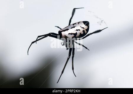 Birnenförmige Leukauge-Spinne, Opadometa fastigata, on Web, Klungkung, Bali, Indonesien Stockfoto