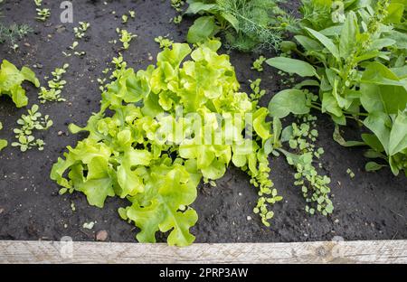 Grünpflanzen eines jungen Salats, der in Reihen auf einem Beet mit feuchtem Boden wächst. Das Konzept der organischen Gartenarbeit Stockfoto