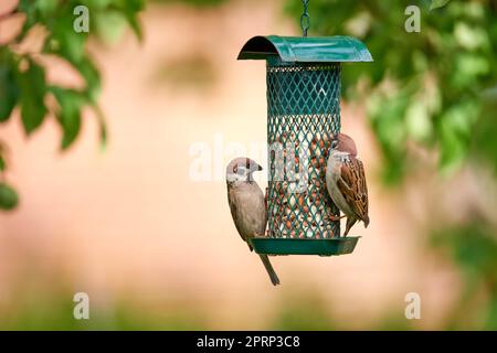 Hungrige Gartenspatzen. Ein Foto von Gartensperling im Sommer (Dänemark). Stockfoto