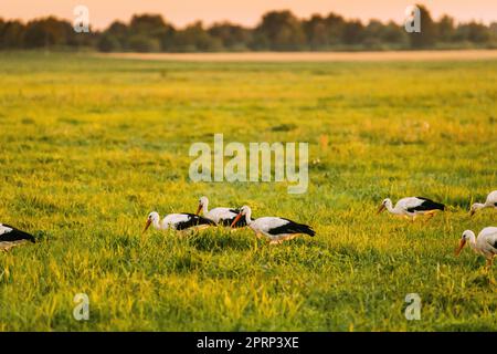 Gruppe Der Europäischen Weißstörche Ciconia Ciconia Fütterung In Sommer Wiese. Wilde Vögel In Sonnigen Abend In Weißrussland Stockfoto