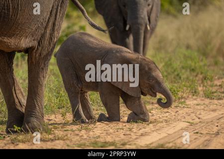 Afrikanisches Buschelefantenkalb kniet auf der Spur Stockfoto