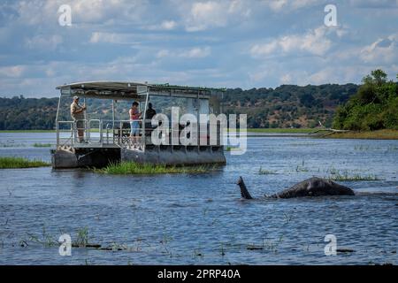 Afrikanischer Buschelefant im Fluss in der Nähe des Bootes Stockfoto