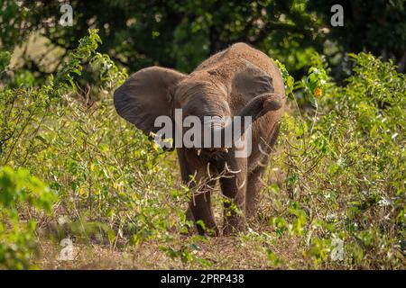 Afrikanischer Buschelefant steht und genießt ein Staubbad Stockfoto