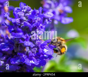 Gemeine Karderbiene auf einer violetten Salbeiblütenblüte Stockfoto