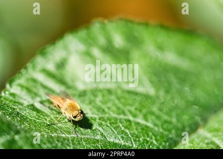 Haarringe fliegen auf einem grünen Blatt. Sonnenschein auf das Insekt. Makroaufnahme Stockfoto